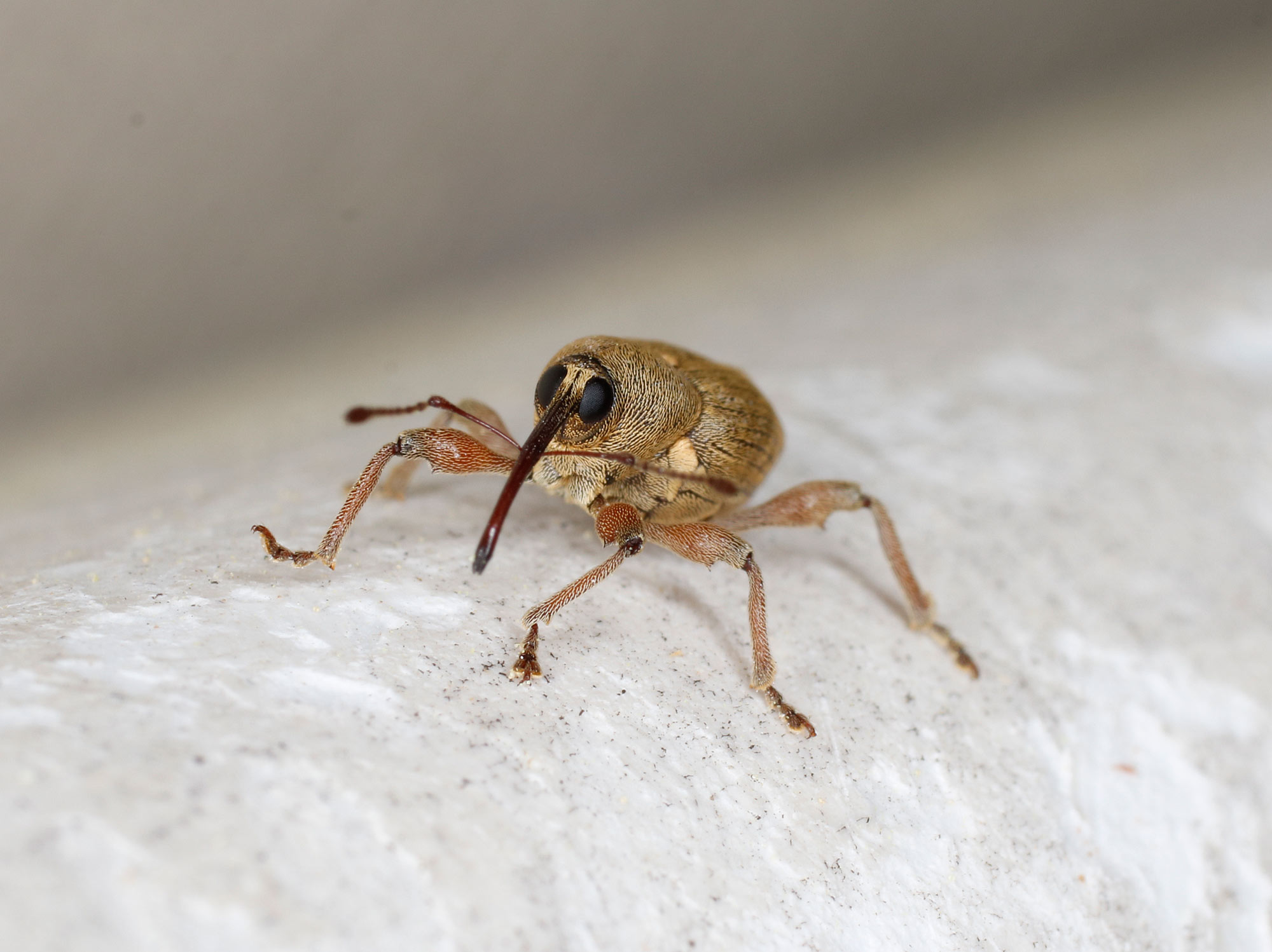 Curculionidae: Curculio nucum, maschio